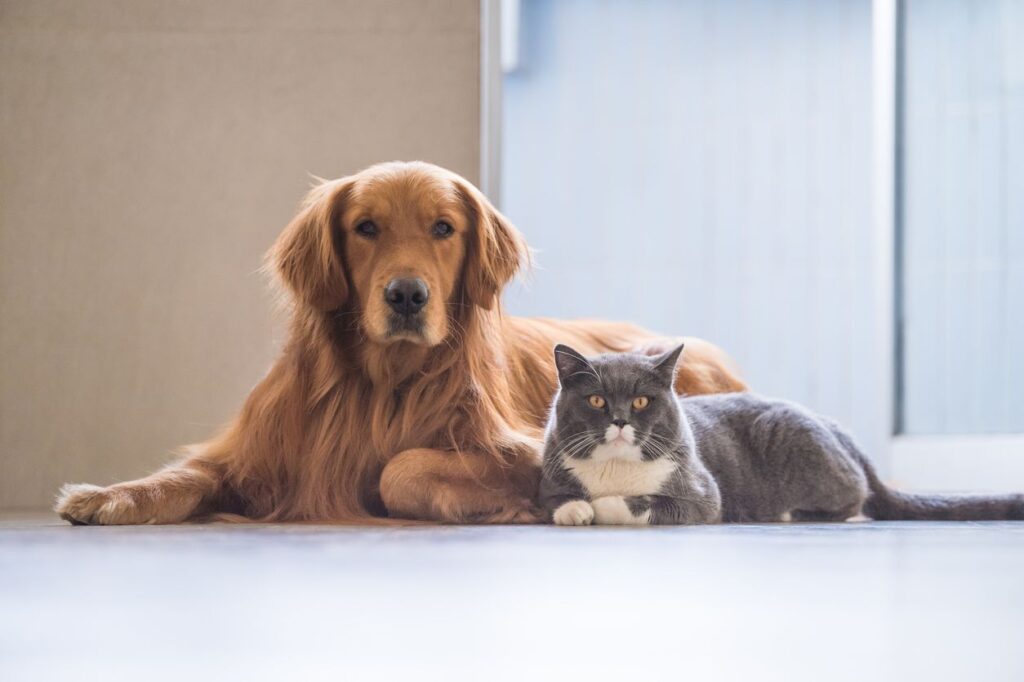 AWNIC Launches Pet Insurance