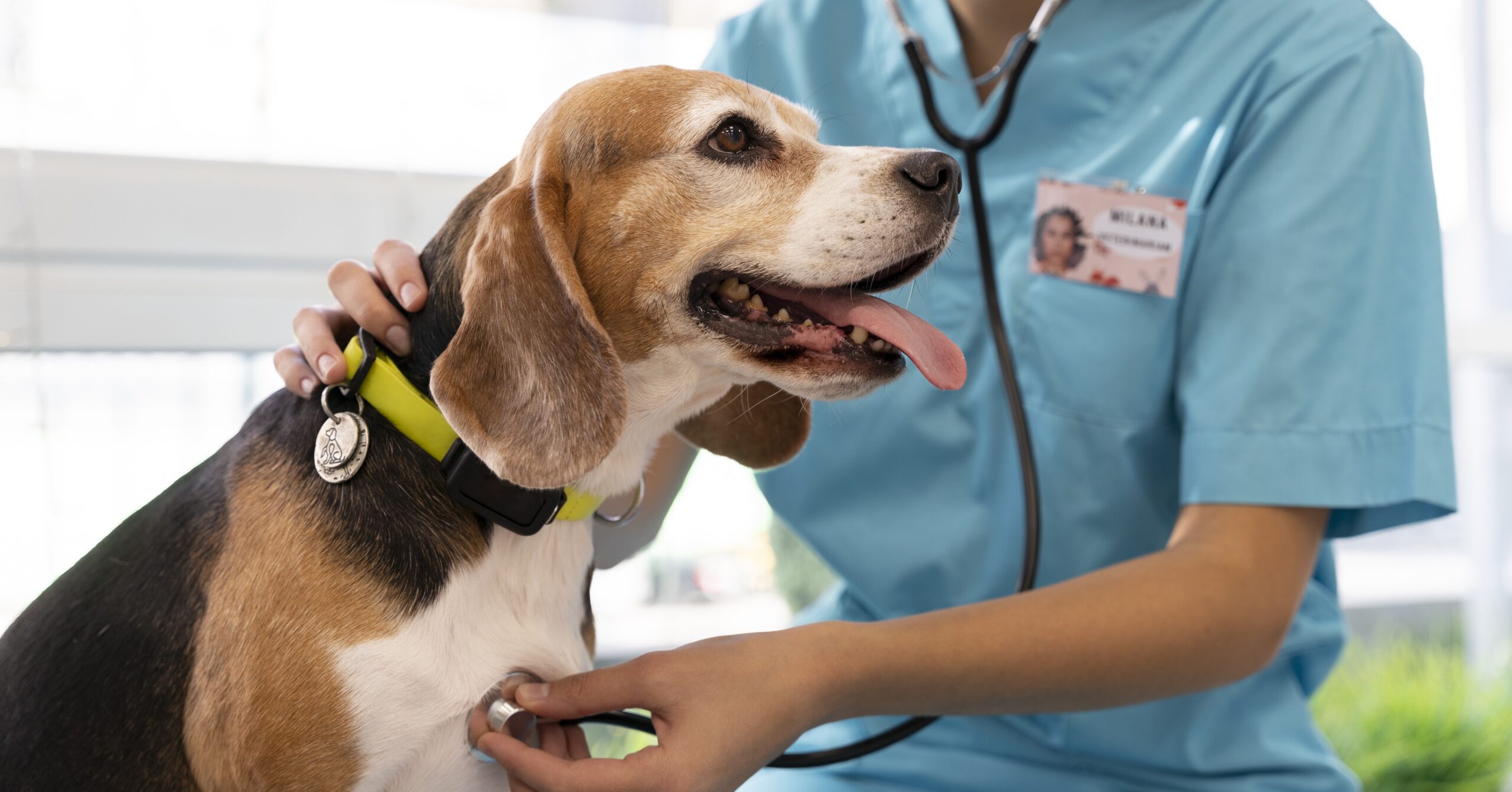 close-up-veterinarian-taking-care-pet